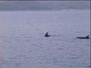 Dolphins in the distance