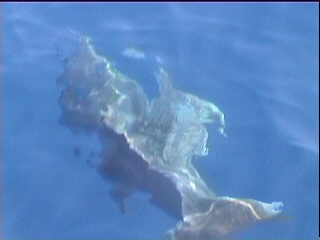 Dolphins swimming alongside the boat